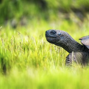 A Galapagos Tortoise walking through grass, side view of the head and part of the shell.