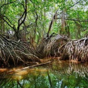 Ruta del manglar más alto del mundo  (Majagual)
