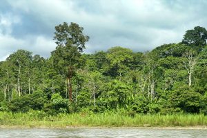 Tropical Rainforest Landscape, Napo River Basin, Amazonia, Ecuador