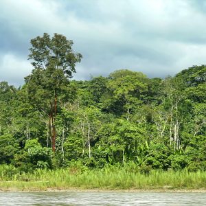 Tropical Rainforest Landscape, Napo River Basin, Amazonia, Ecuador